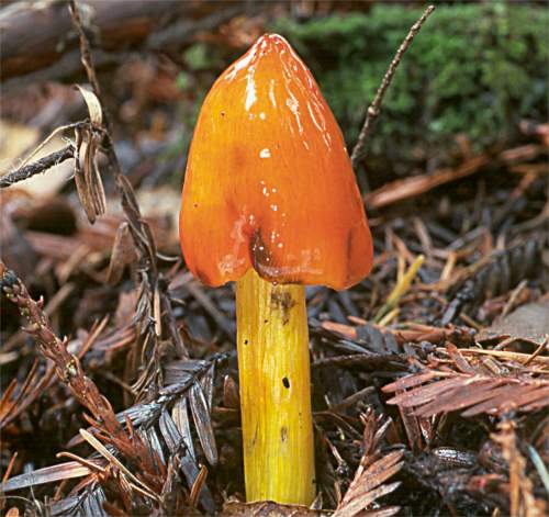 Hygrocybe singeri